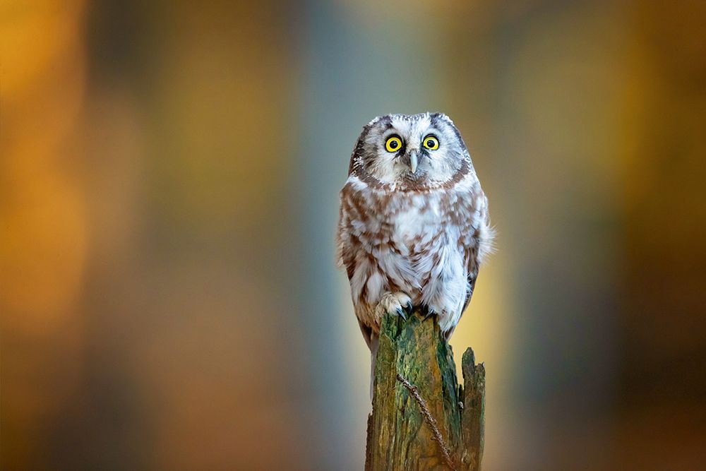 Boreal owl art print by Milan Zygmunt for $57.95 CAD