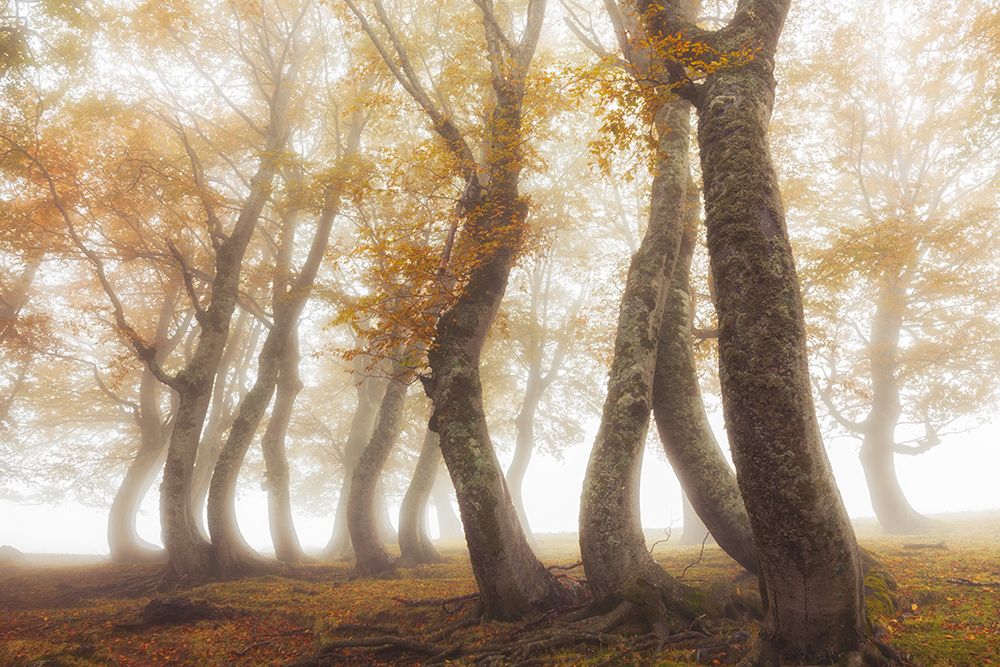 Between mist and light art print by Luigi Ruoppolo for $57.95 CAD