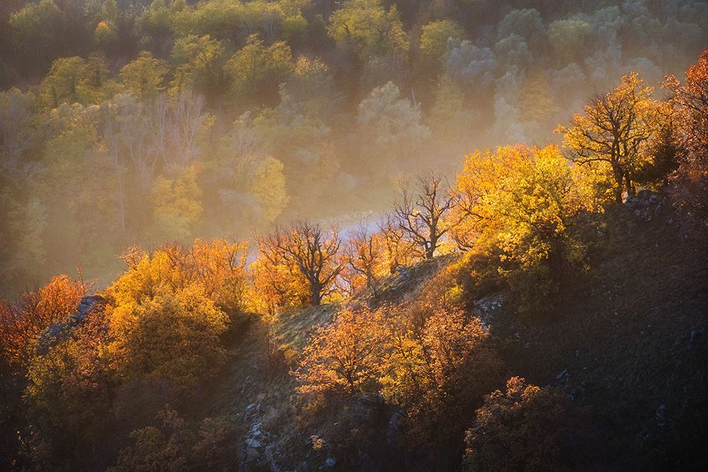 autumn trees art print by Burger Jochen for $57.95 CAD