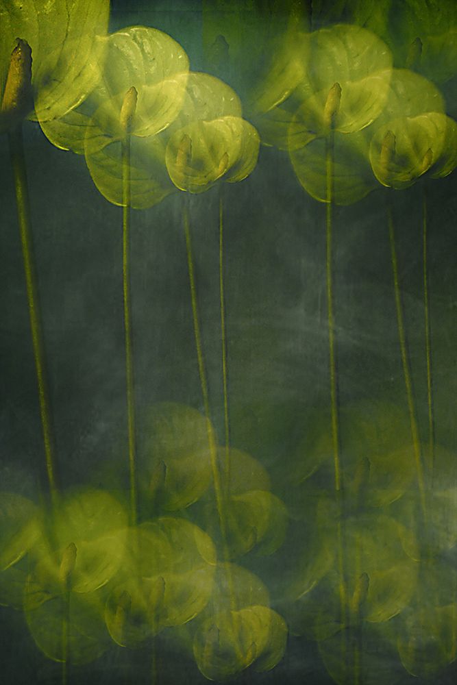 Green Leaves art print by Elena Arjona for $57.95 CAD