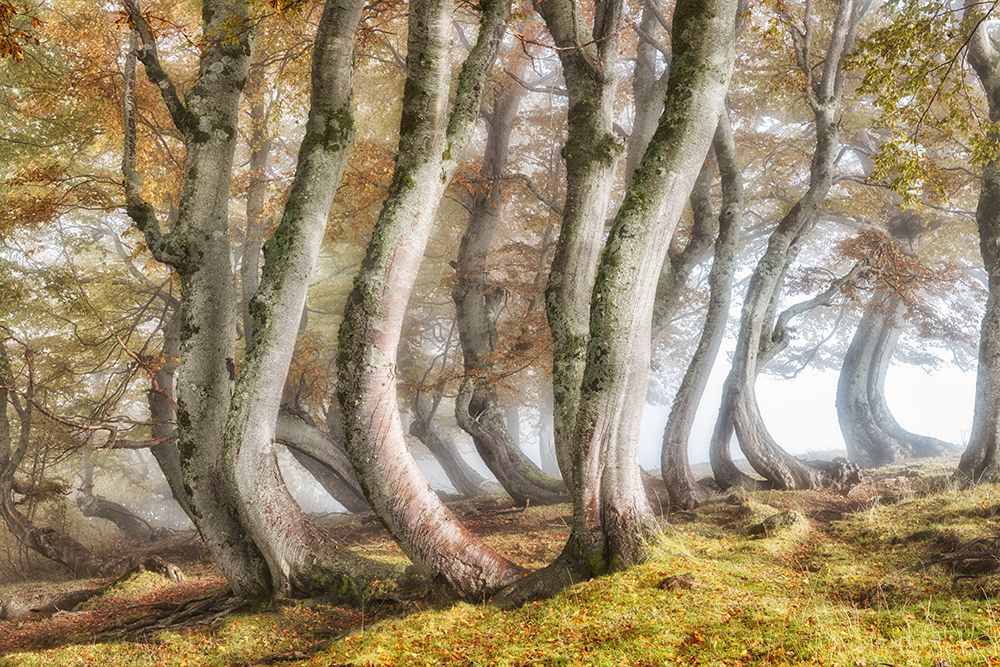 Bleeding beech trunks art print by Luigi Ruoppolo for $57.95 CAD