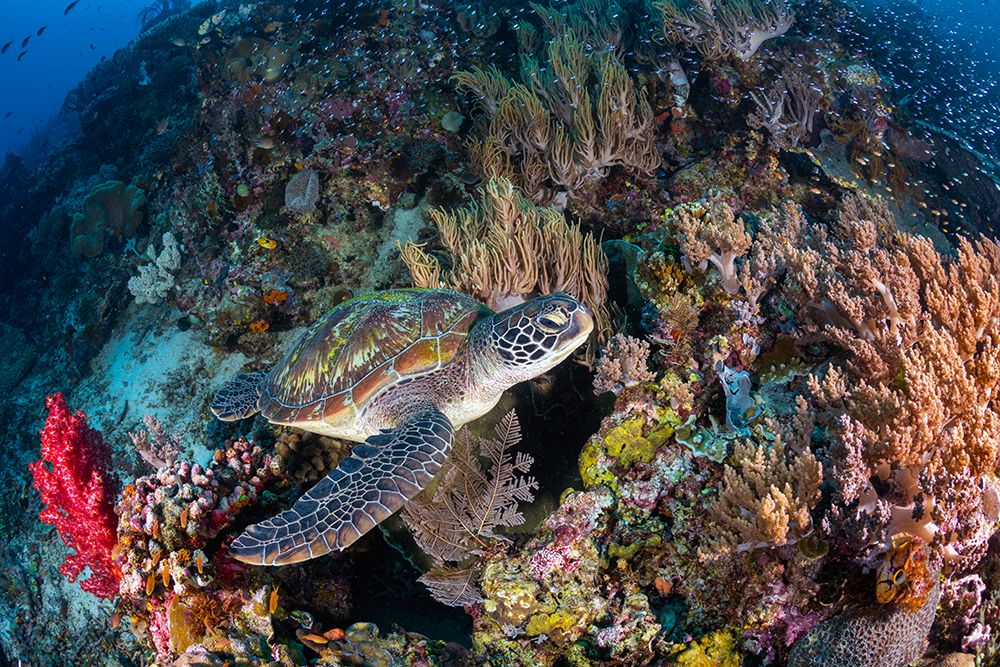 Coral garden and green turtle art print by Barathieu Gabriel for $57.95 CAD