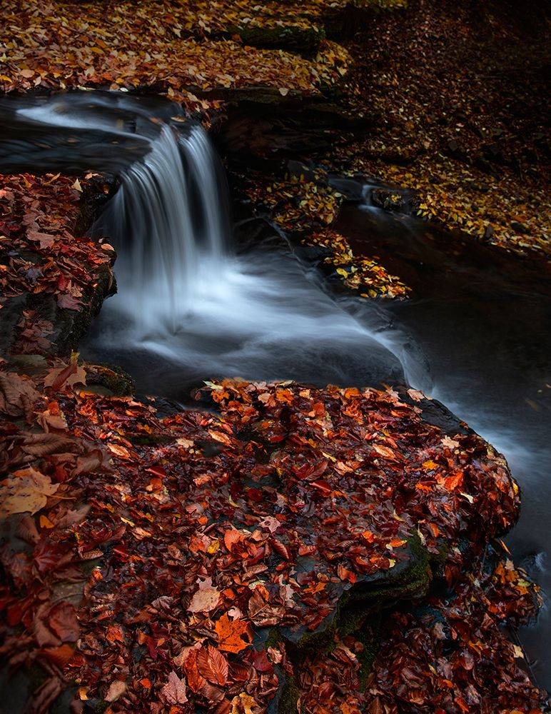 Red Leaves art print by Yanny Liu for $57.95 CAD