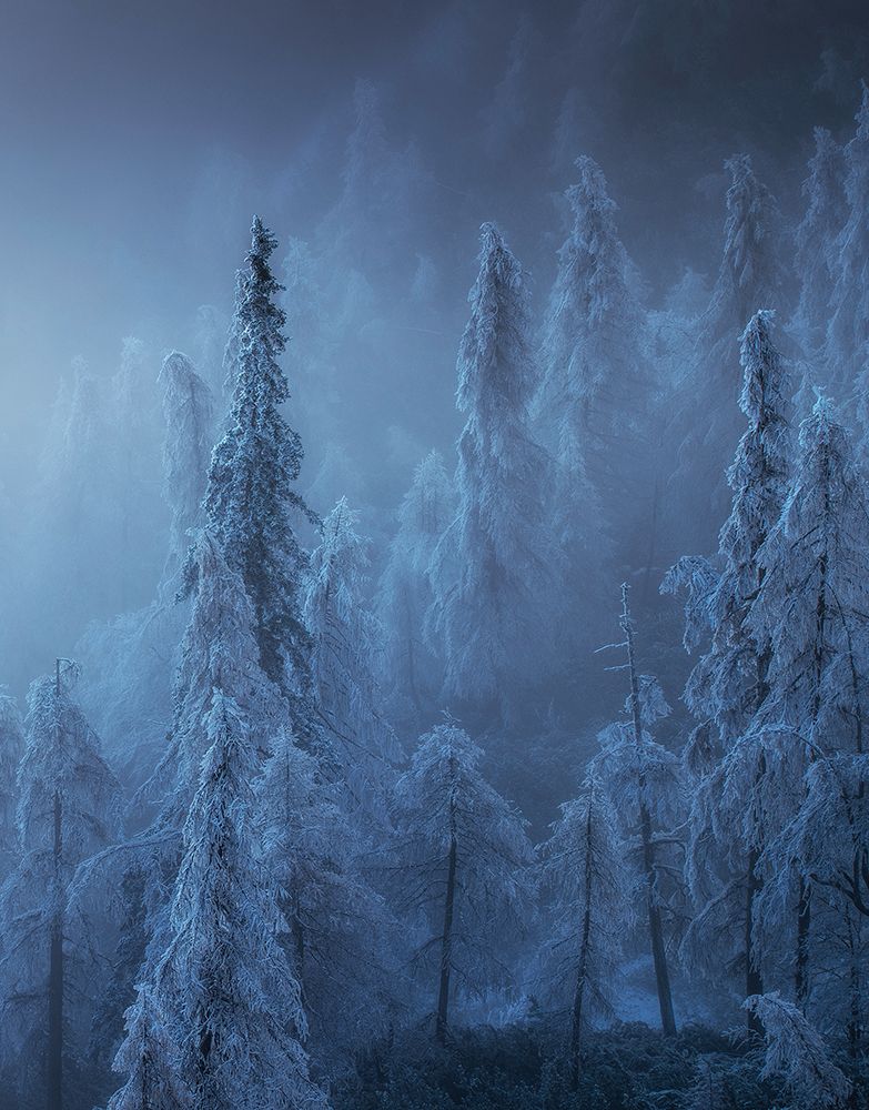 Enchanted forest art print by Ales Krivec for $57.95 CAD