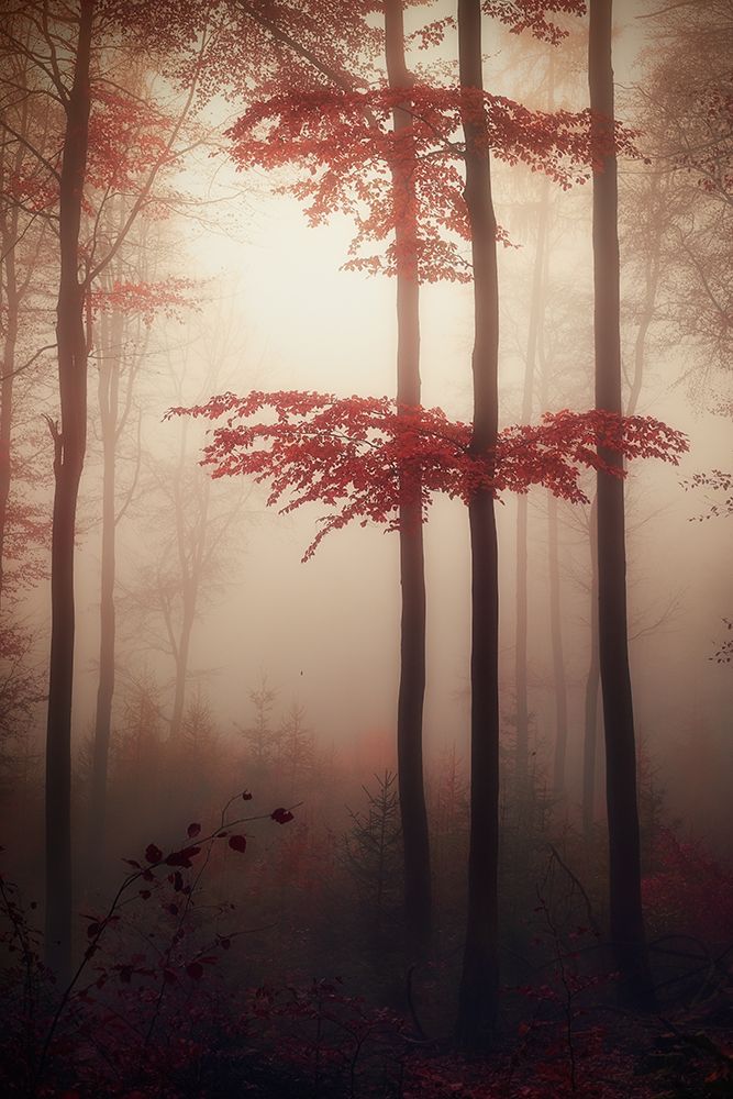 Autumn light art print by Patrick Aurednik for $57.95 CAD