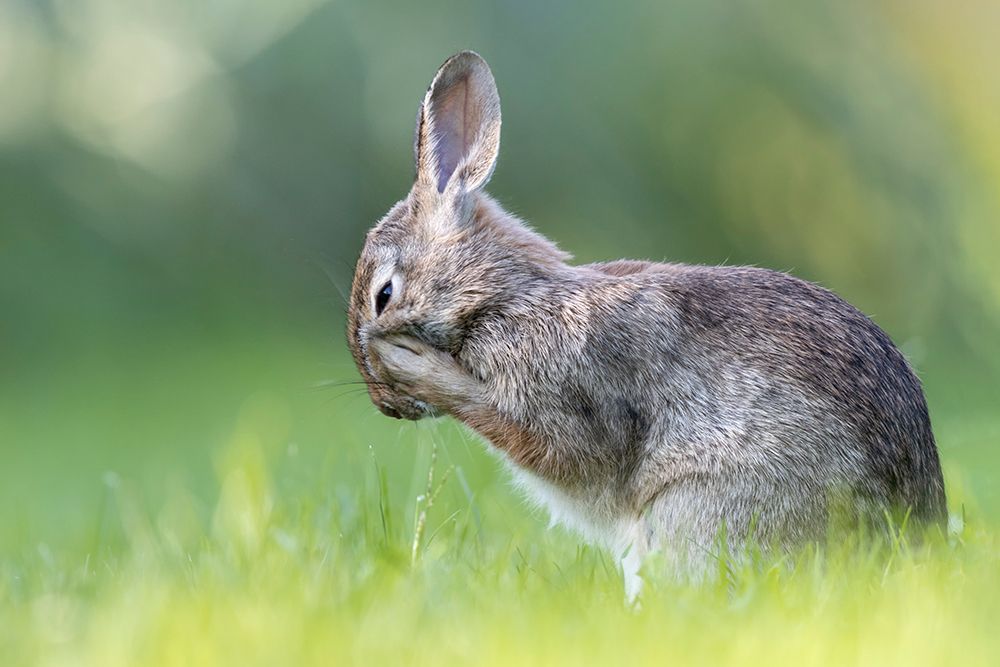 Little Hare art print by Paolo Bolla for $57.95 CAD
