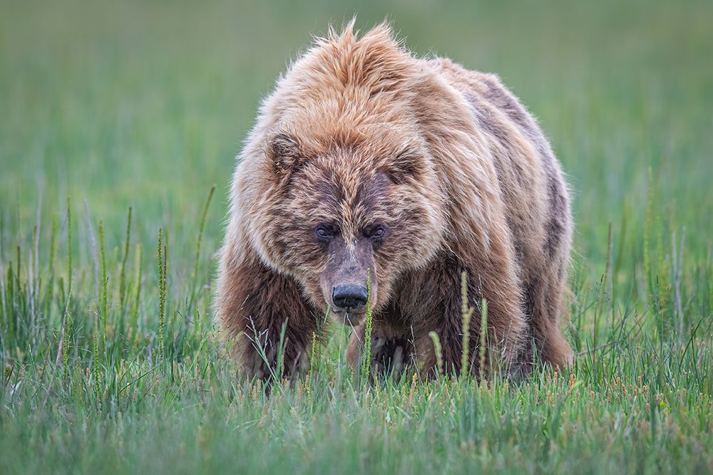 Coming right at you art print by Jeffrey C. Sink for $57.95 CAD