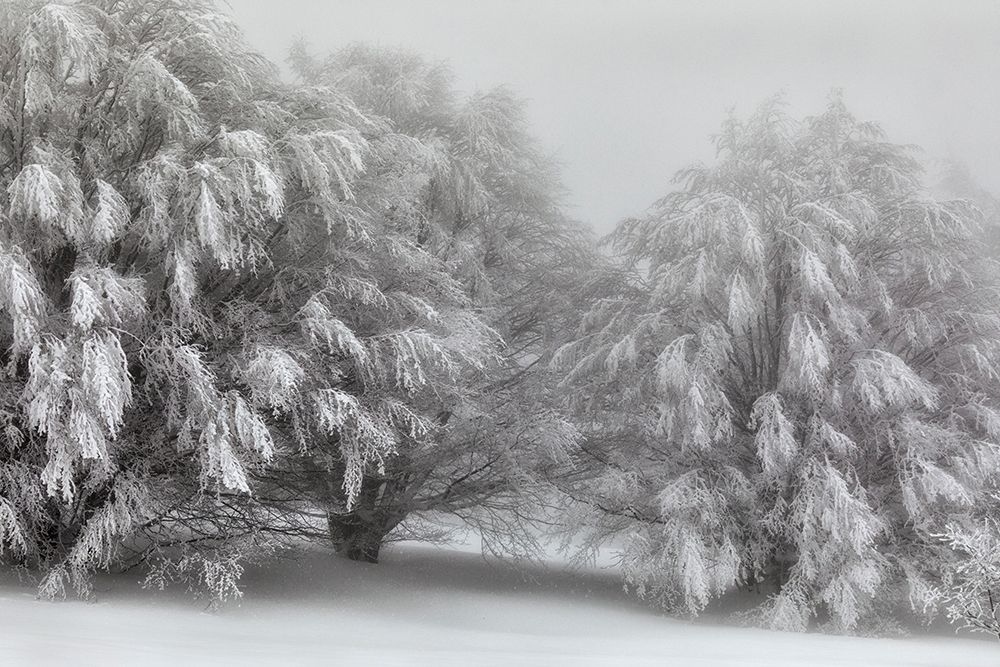 Snow-covered trees art print by Paolo Bolla for $57.95 CAD
