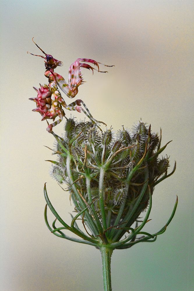 Flower Mantis art print by Jimmy Hoffman for $57.95 CAD