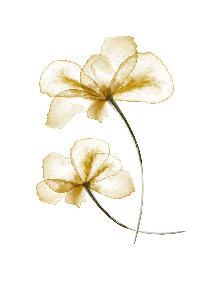 Pressed Flowers art print by 1x Studio II for $57.95 CAD