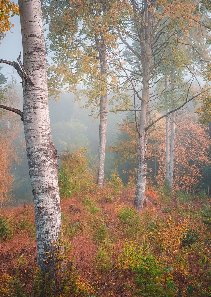 Birchtrees in morning fog art print by Christian Lindsten for $57.95 CAD