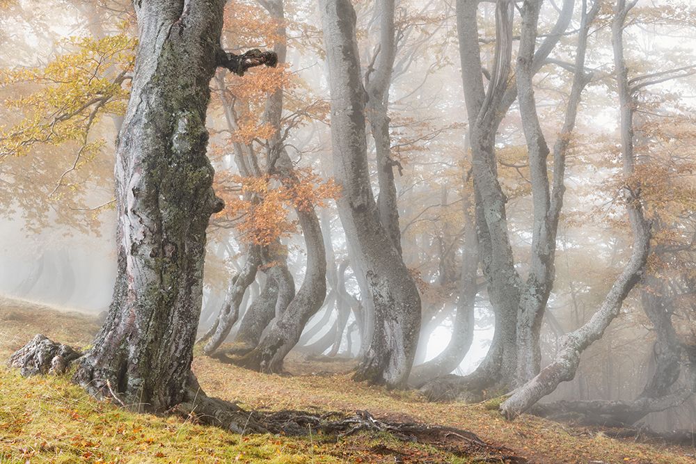 The old beech tree art print by Luigi Ruoppolo for $57.95 CAD