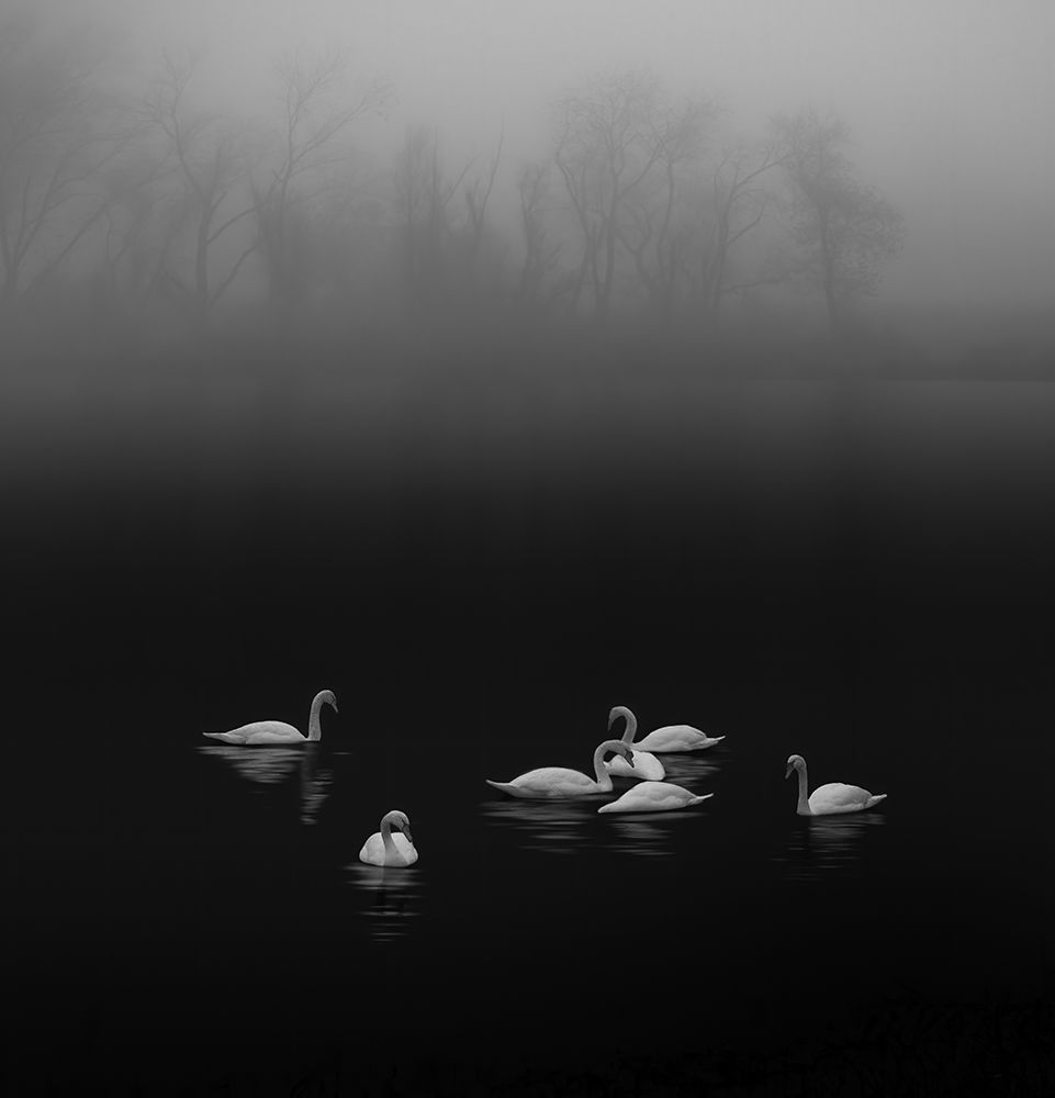 Swan lake foggy morning art print by Judy Tseng for $57.95 CAD
