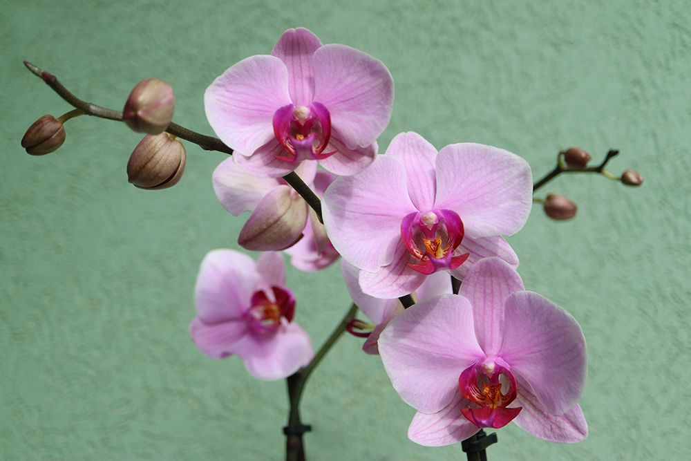 Pink Orchid With Delicate Petals art print by Snezana Petrovic for $57.95 CAD