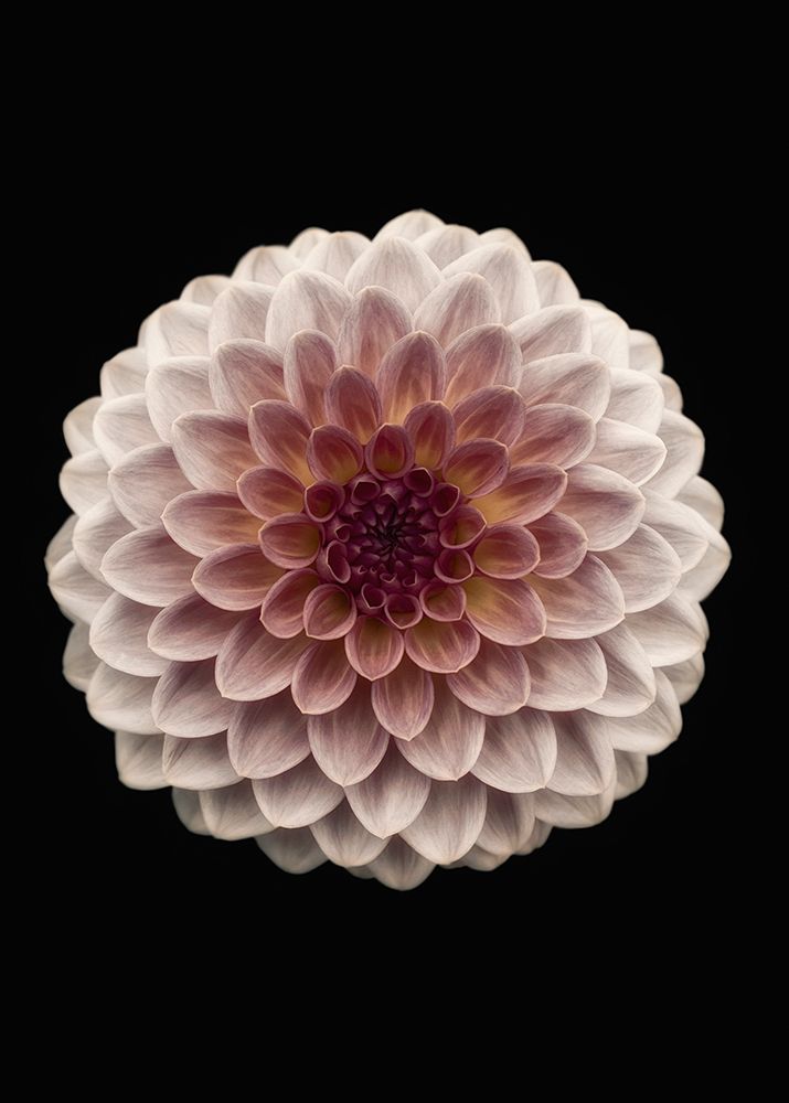 Dahlia art print by Lotte Gronkjar for $57.95 CAD