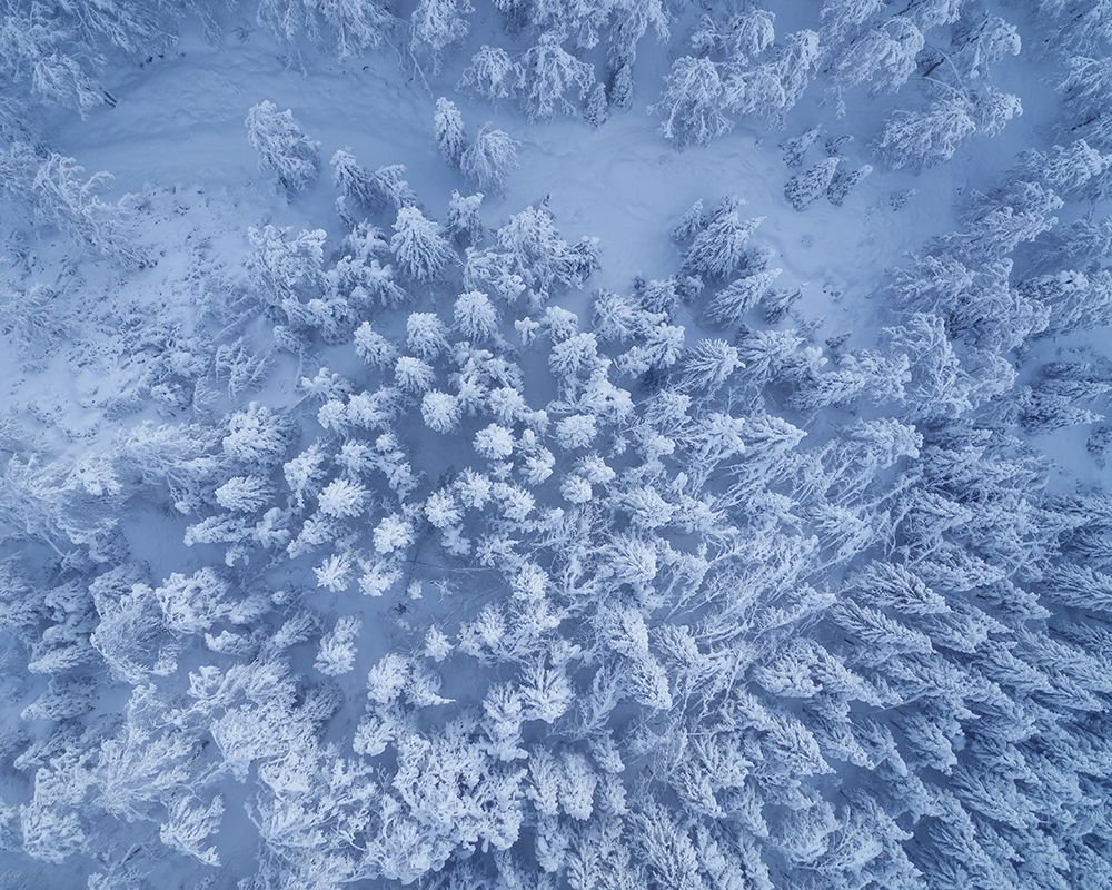 Above the winter forest art print by Ales Krivec for $57.95 CAD