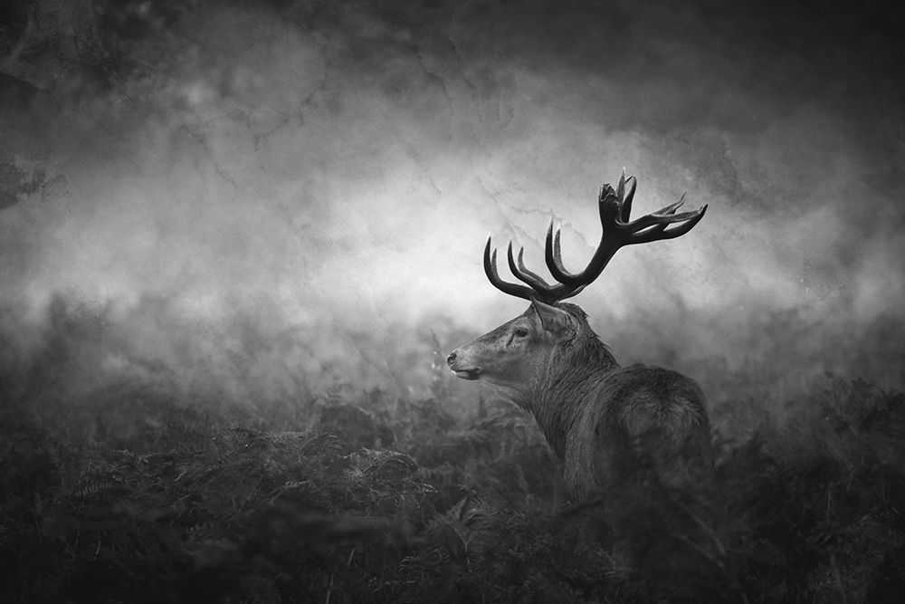 Alone... art print by Robert Fabrowski for $57.95 CAD