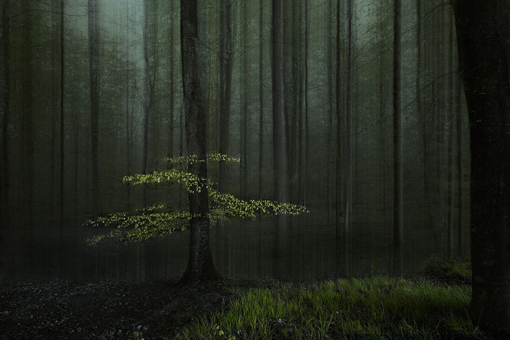 A tree in a forest art print by Inge Schuster for $57.95 CAD