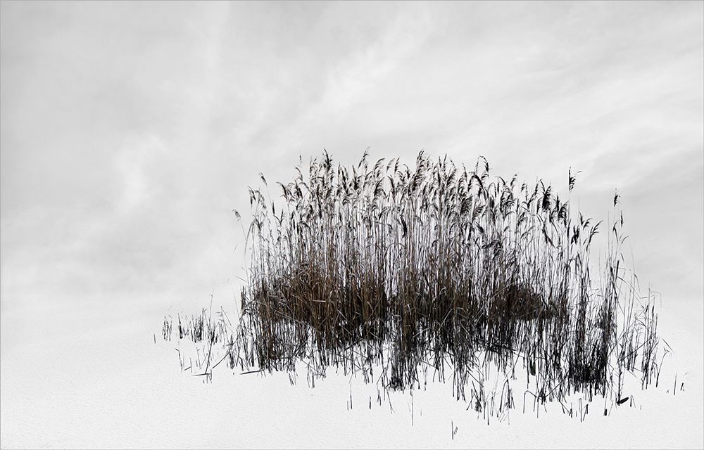 reed bunch art print by Gilbert Claes for $57.95 CAD