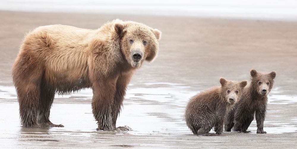 Momma Bear and Cubs art print by Linda D. Lester for $57.95 CAD