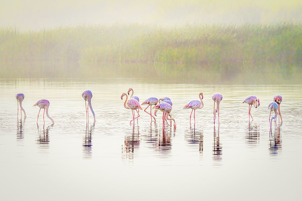 The pastel flamingos in the mist art print by Jeffrey C. Sink for $57.95 CAD