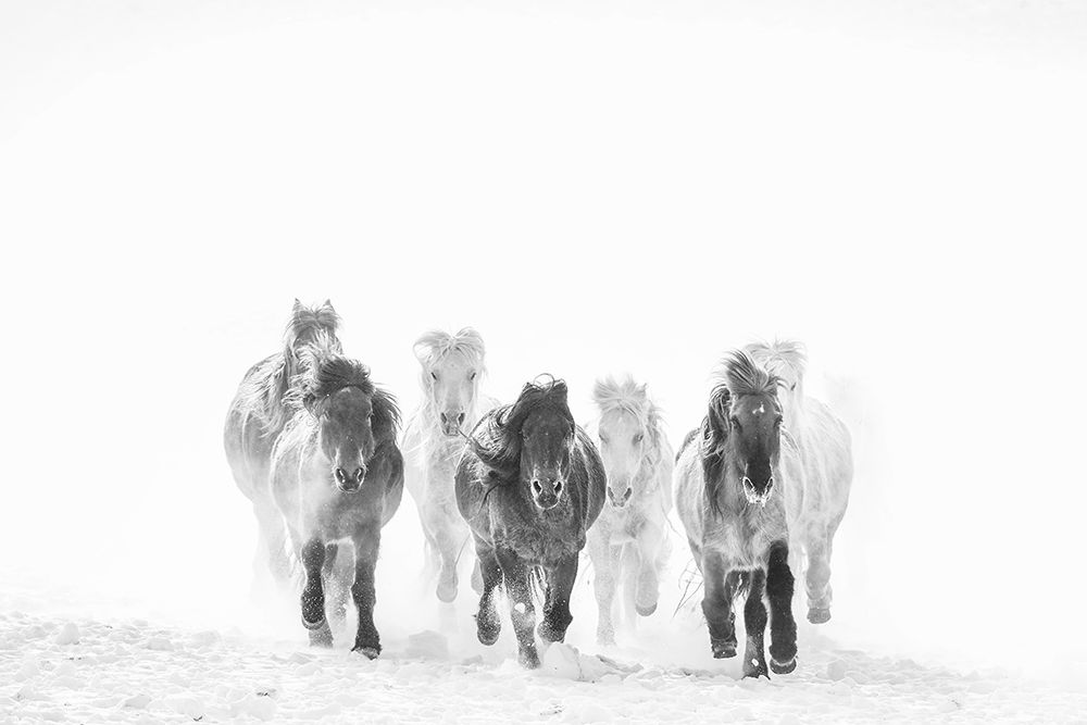 Running In The Snow art print by Bingo Z for $57.95 CAD