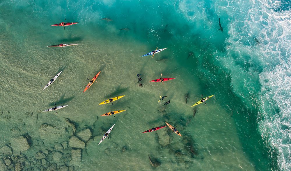 Sharks party art print by Ido Meirovich for $57.95 CAD