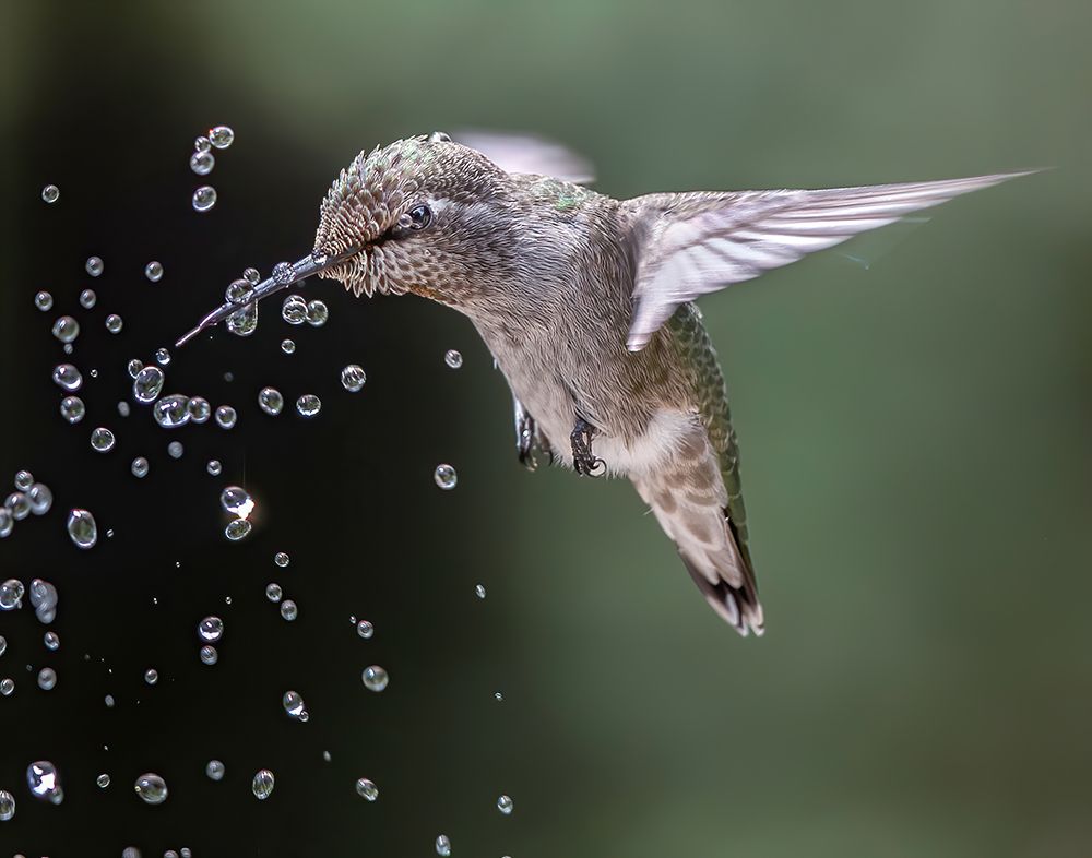 Happy hummingbird art print by Judy Tseng for $57.95 CAD