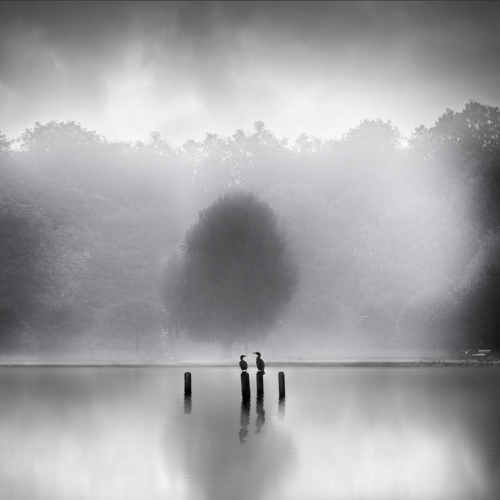 Cormorants In The Mist art print by George Digalakis for $57.95 CAD