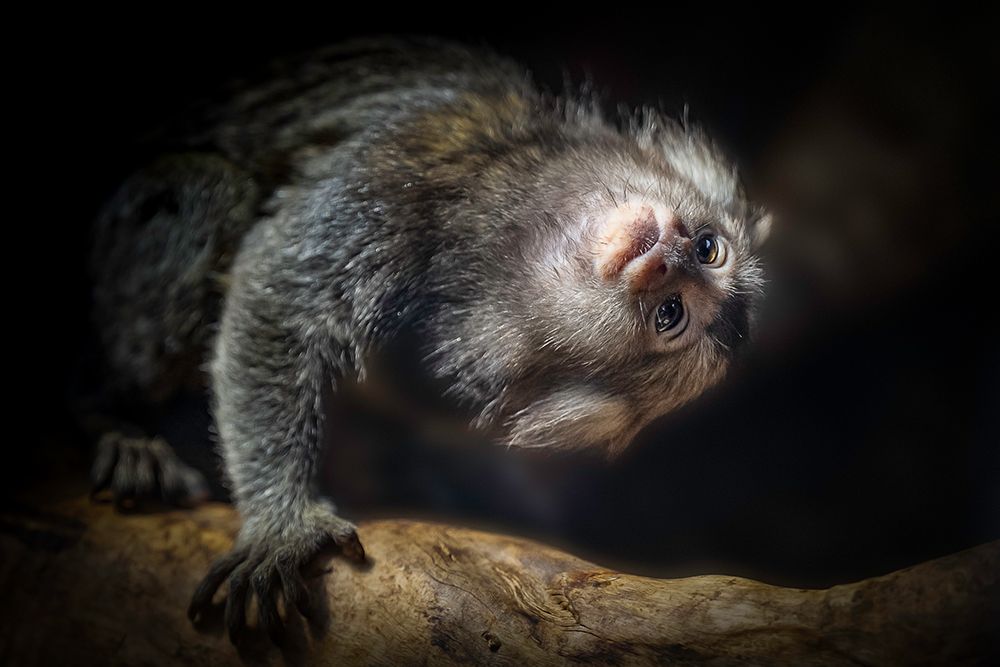 Common Marmoset art print by jealousy for $57.95 CAD