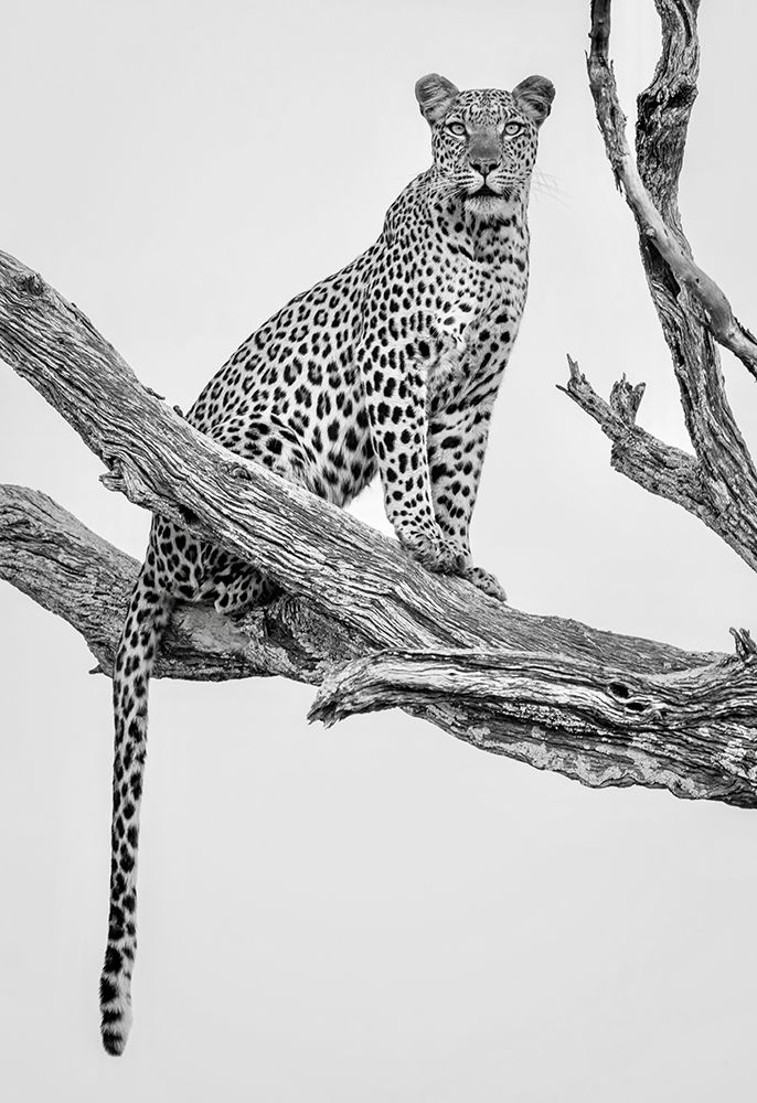 Leopard Portrait - Mono Var art print by Rob Darby for $57.95 CAD