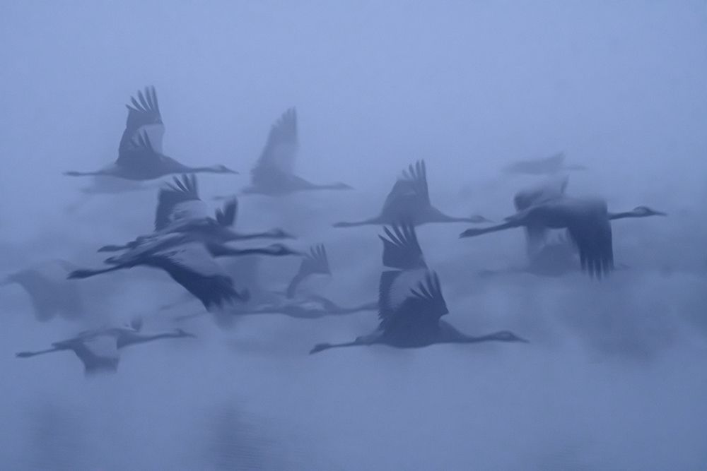 Cranes in the fog art print by Yaki Zander for $57.95 CAD