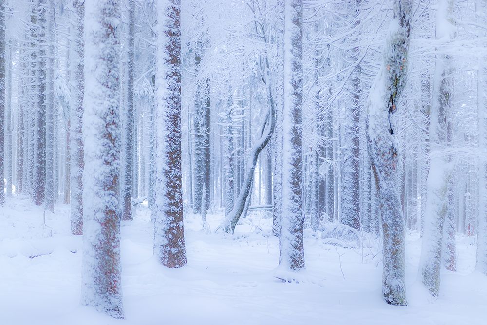 Winter forest art print by Stephanie Kleimann for $57.95 CAD