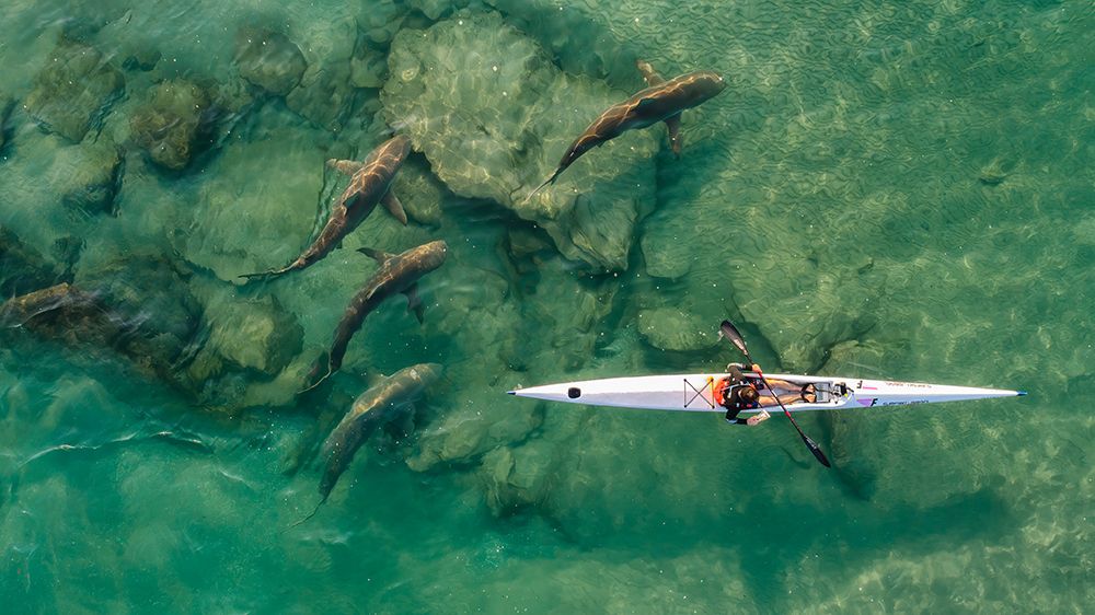 Sharkcompanion art print by Ido Meirovich for $57.95 CAD