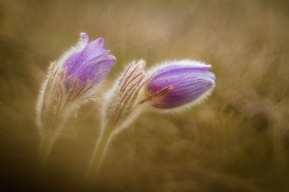 Pulsatilla pratensis art print by photozo for $57.95 CAD