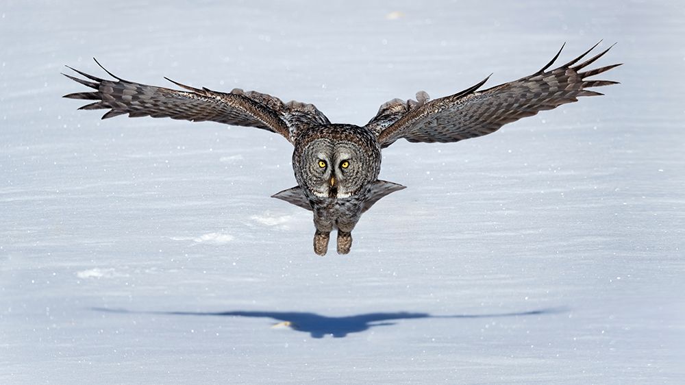 Great Grey Owl In Flight art print by Jun Zuo for $57.95 CAD