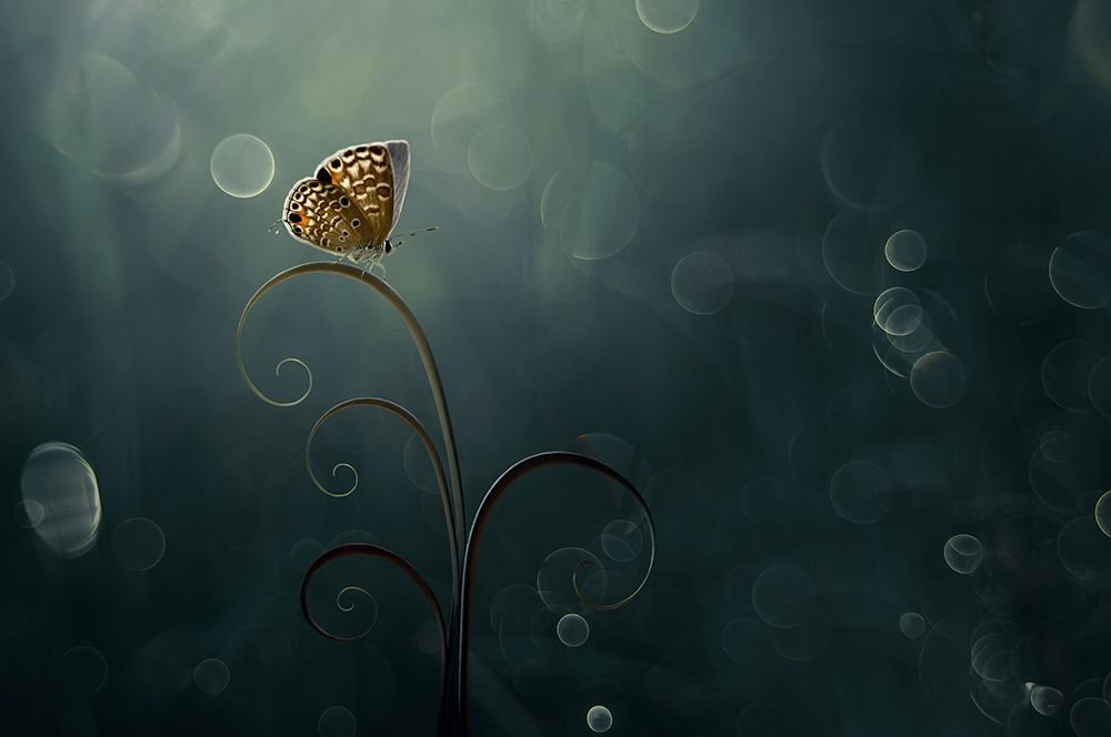 Butterfly In The Morning With Bokeh art print by Edy Pamungkas for $57.95 CAD
