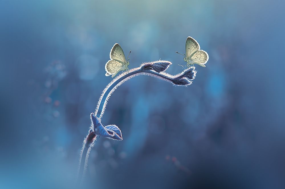 Two Butterflies meet each other art print by Andri Priyadi for $57.95 CAD