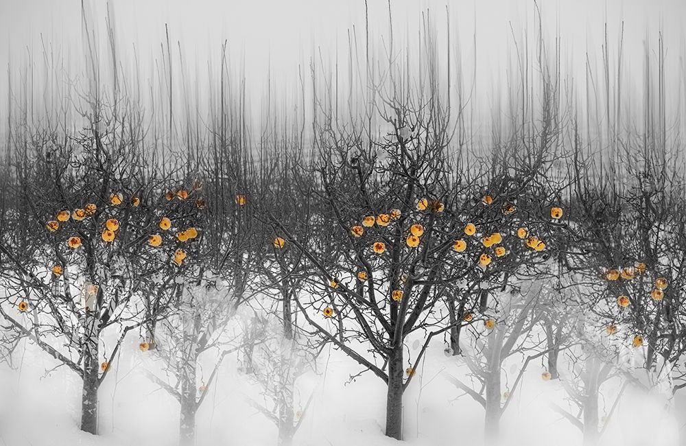 frozen yellow apples art print by Isam Telhami for $57.95 CAD