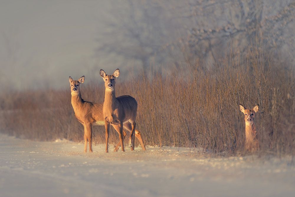 Three Deer art print by Qing Zhao for $57.95 CAD
