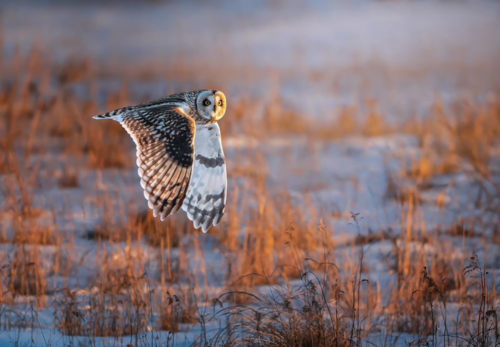 Short-Eared Owl art print by Tao Huang for $57.95 CAD