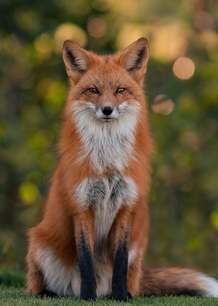 Red Fox art print by Bo Wang for $57.95 CAD