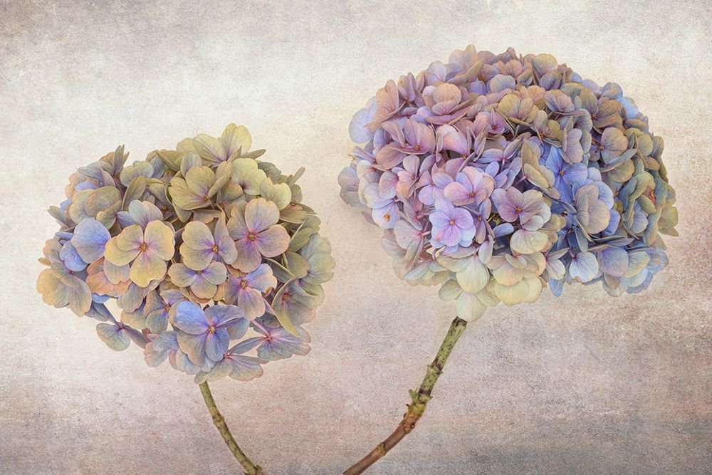 Hydrangea art print by Ytje Veenstra for $57.95 CAD