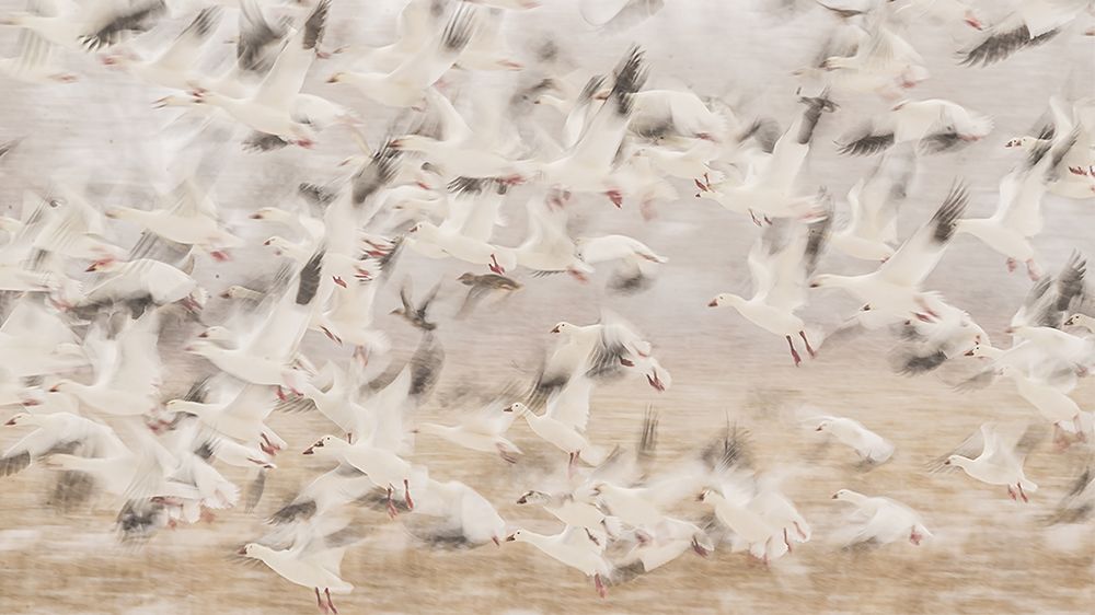 Birds art print by Qingsong Wang for $57.95 CAD