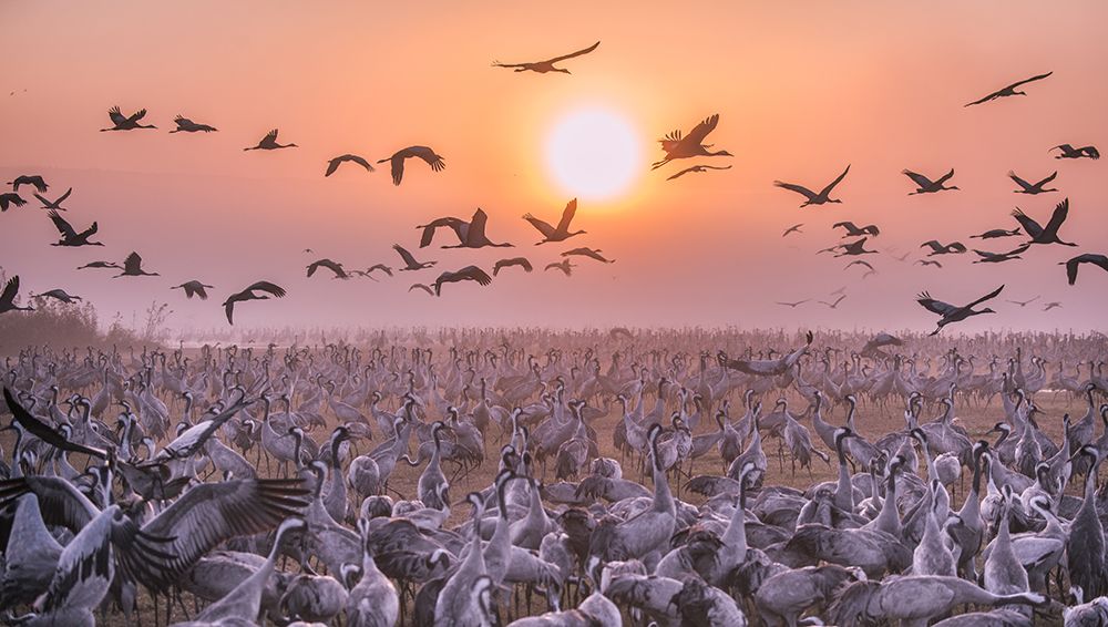Cranes At Sunrise art print by Keren Or for $57.95 CAD