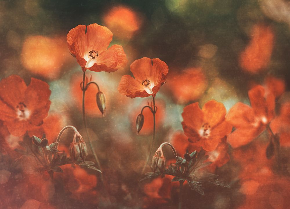 Floral Art In Red art print by Nikki Georgieva V for $57.95 CAD