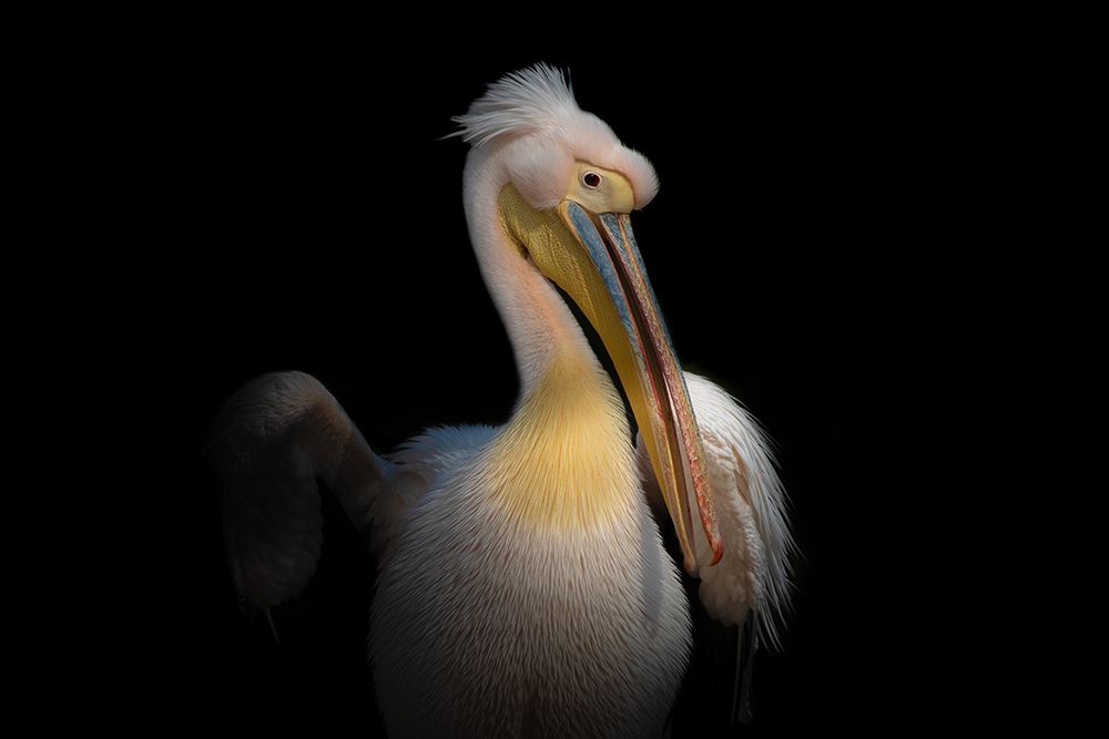 PELICAN art print by Natalia Rublina for $57.95 CAD