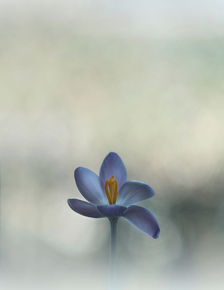 Crocus in the window art print by Lotte Gronkjar for $57.95 CAD
