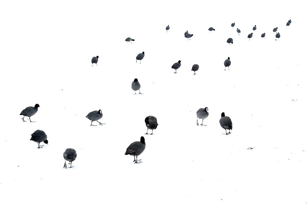 March of the coots art print by Andrew George for $57.95 CAD