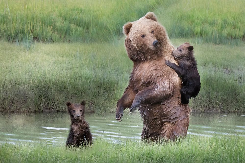 Momma Bear and Her Cubs art print by Linda D. Lester for $57.95 CAD